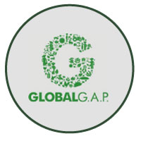 Global-Gap_02